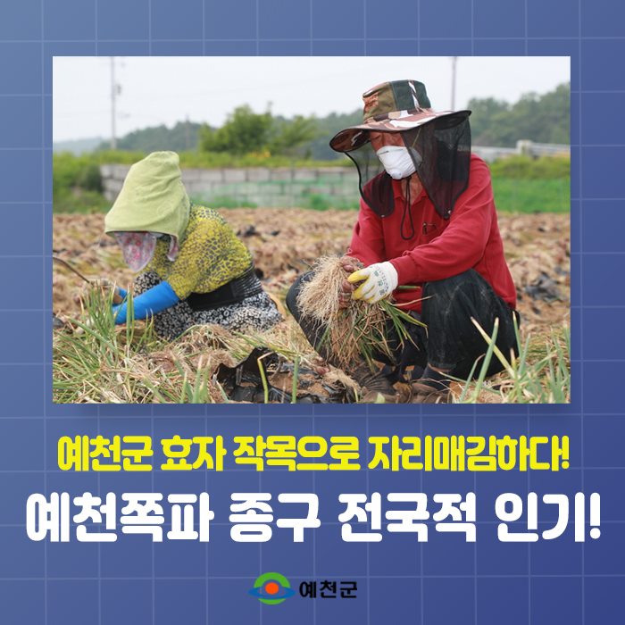 1.예천쪽파 종구 전국적으로 인기